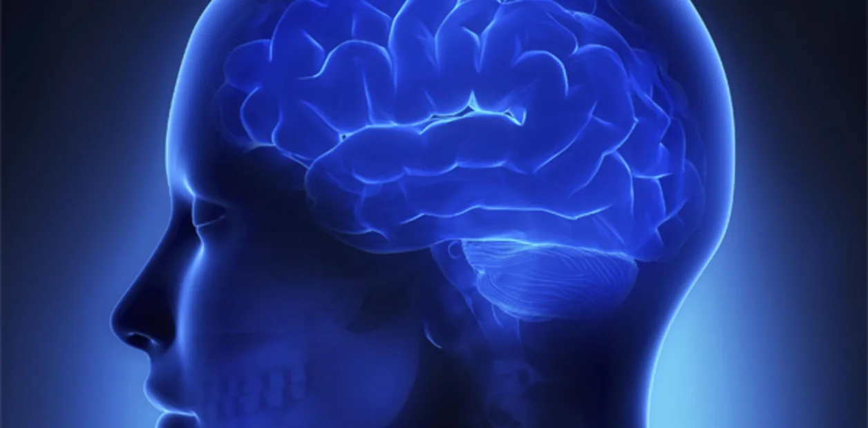 Científicos crean minicerebros en laboratorio para estudiar el desarrollo neuronal humano