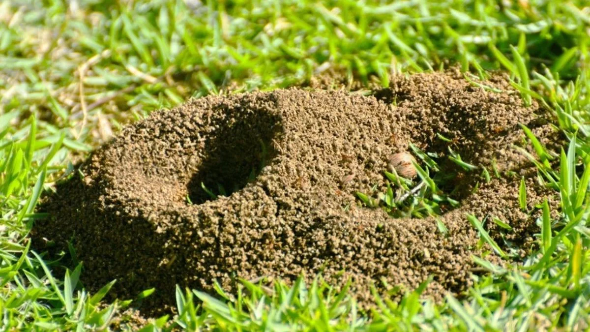Cómo eliminar hormigas rojas cuando forman su hormiguero en el jardín con métodos caseros y efectivos