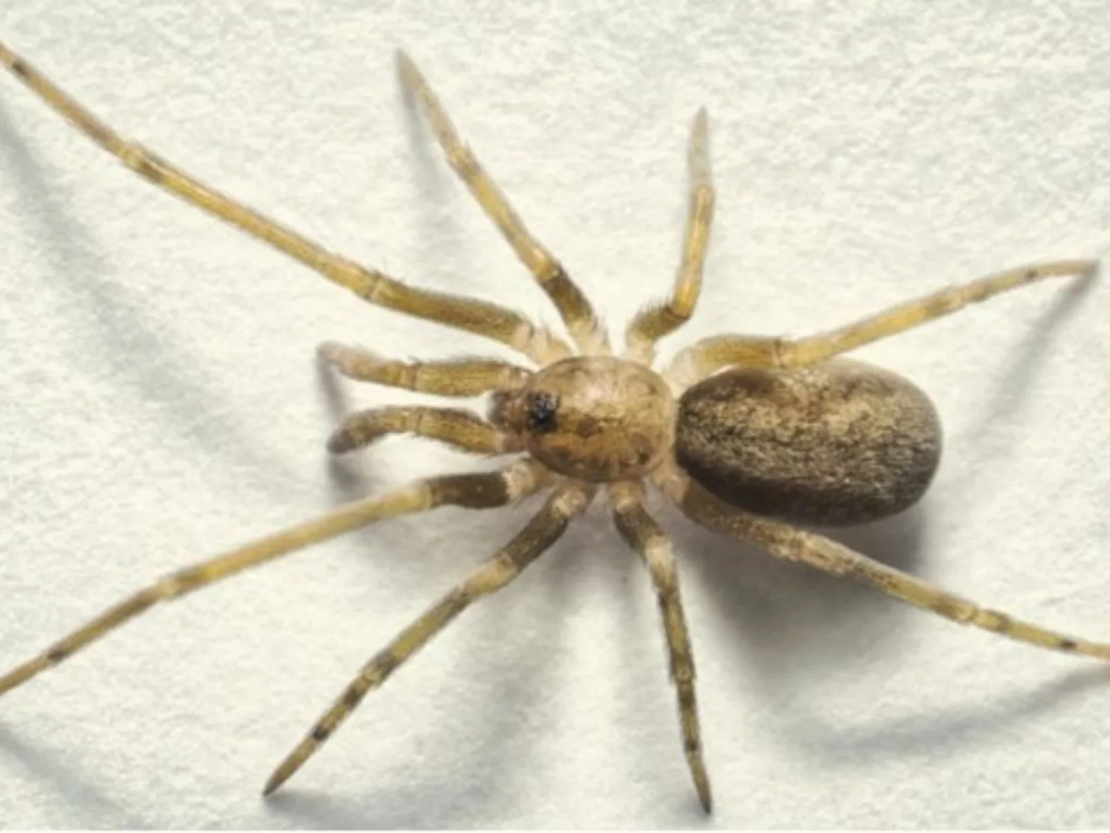 Descubren una nueva especie de araña y la bautizan en homenaje a Pink Floyd