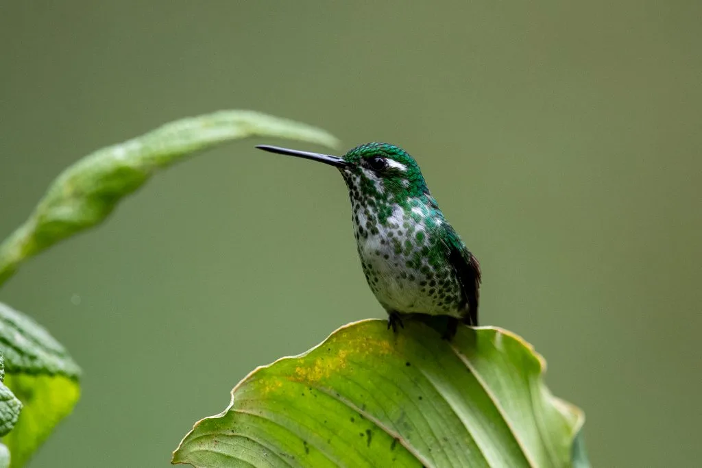 Lanzan curso online gratuito de avistaje de aves con certificación