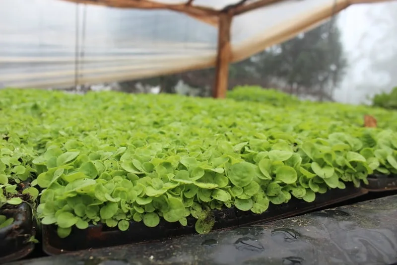 Misiones lanza "Ahora Chacra" con devolución del 20% en compra de insumos agrícolas