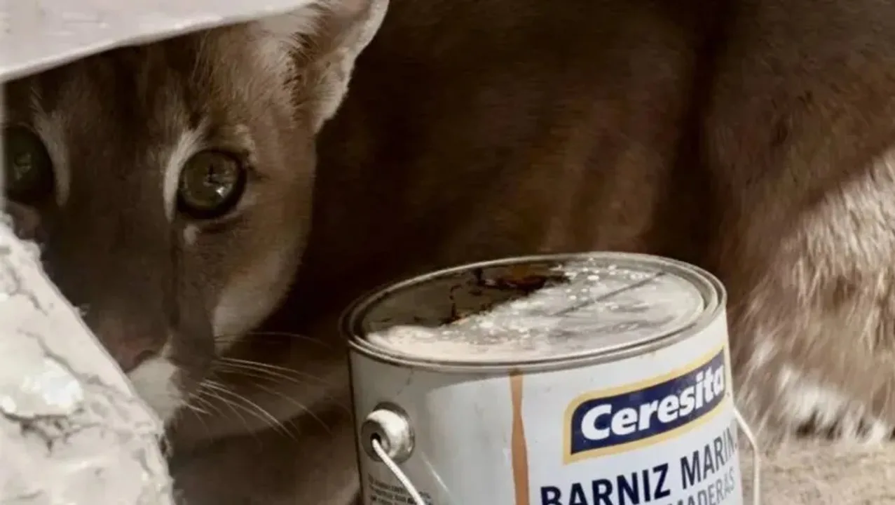 Rescataron a un puma que ingresó a una vivienda en zona de montaña
