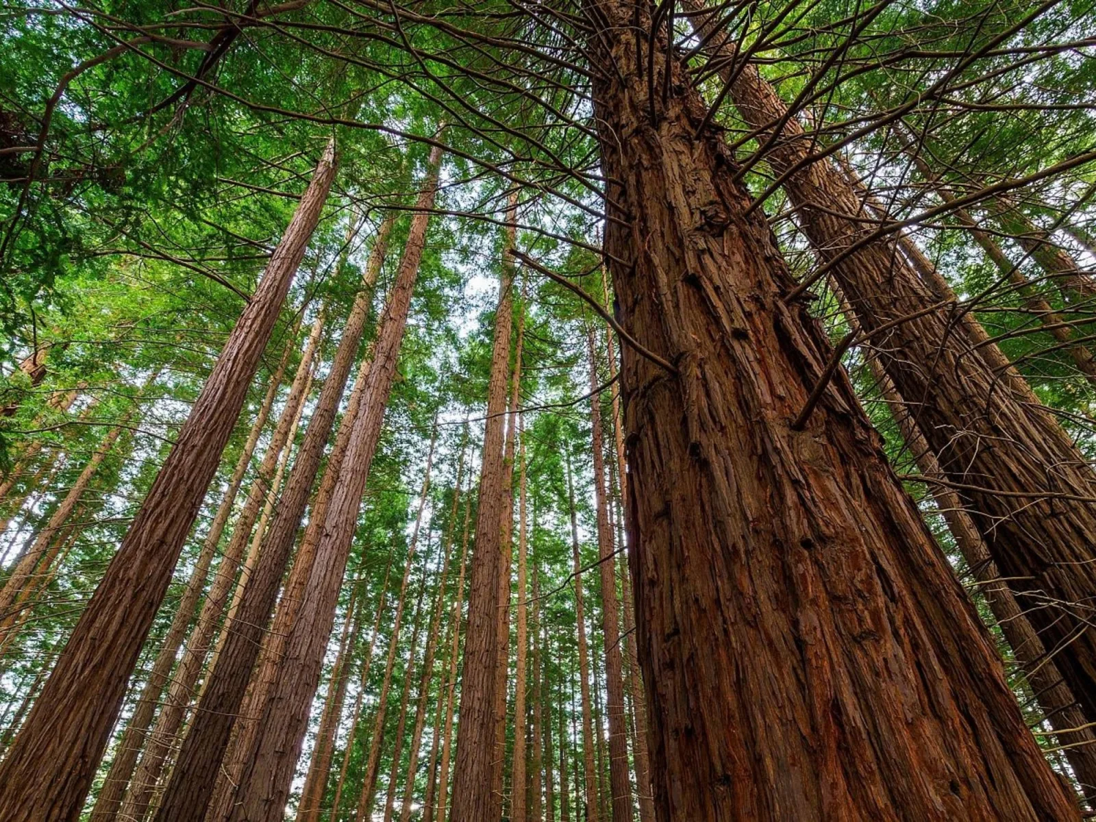 Un bosque de secuoyas gigantes prospera en Cantabria como anomalía forestal europea